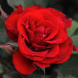 Rose 'Roter Korsar': Bild 2/5