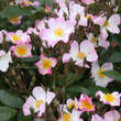 Rose 'Francis E. Lester': Bild 2/4
