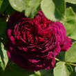 Rose 'Arthur de Sansal': Bild 3/9