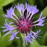 Centaurea montana 'Grandiflora' - Berg-Flockenblume