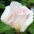 Rose 'Andre le Notre': Bild 5/5