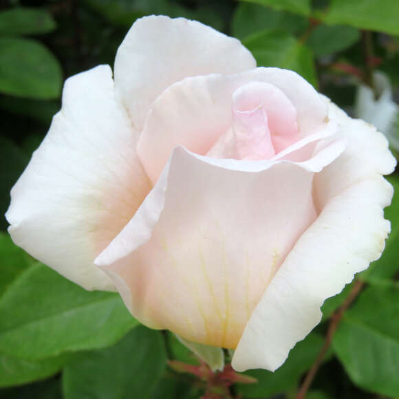 Rose 'Andre le Notre': Bild 5/5 Rose 'Andre le Notre': Bild 5/5