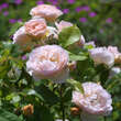 Rose 'Evelyn' (Apricot Parfait): Bild 5/7