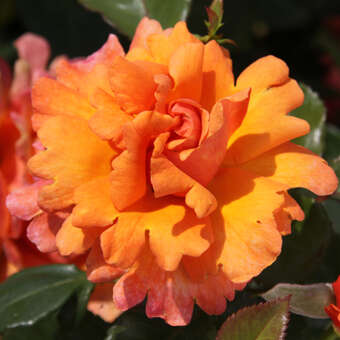 Rose 'Easy Does It': Bild 11/11
