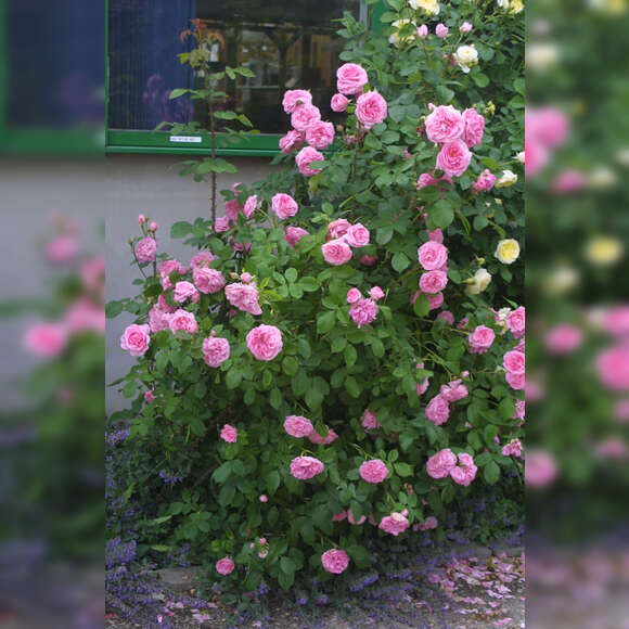 Rose 'Gertrude Jekyll': Bild 10/15 Rose 'Gertrude Jekyll': Bild 10/15