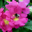 Rose 'Officinalis' (gallica): Bild 4/7