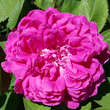 Rose 'Rose de Rescht': Bild 6/9