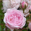 Rose 'Exquisite': Bild 4/9