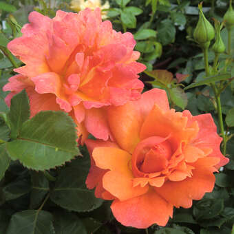 Rose 'Easy Does It': Bild 6/11