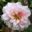 Rose 'Felicia' (moschata): Bild 3/4