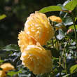Rose 'Graham Thomas': Bild 6/9
