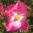 Rose 'AC William Booth': Bild 4/4