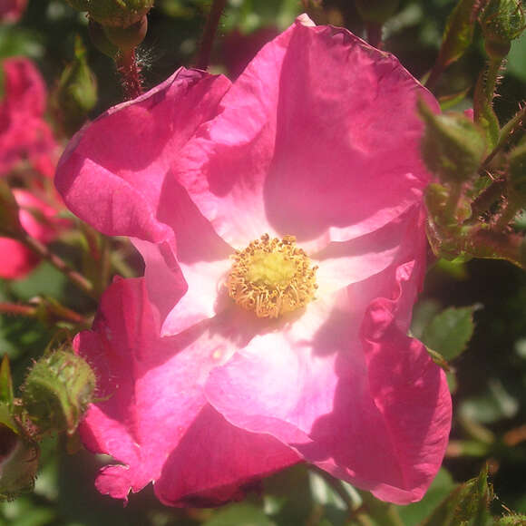 Rose 'AC William Booth': Bild 4/4 Rose 'AC William Booth': Bild 4/4
