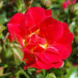 Rose 'Red Compact Meidiland': Bild 3/9