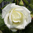 Rose 'Paul's Lemon Pillar': Bild 2/3