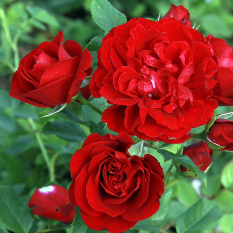 Englische Kletterrose Rose 'Cumberland' rot