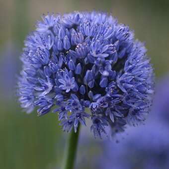 Allium caeruleum