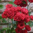 Rose 'Strombergzauber': Bild 2/3