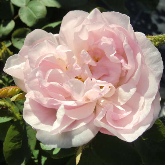 Rose 'Alfred de Dalmas'(centifolia): Bild 3/4