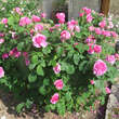 Rose 'Gertrude Jekyll': Bild 9/15