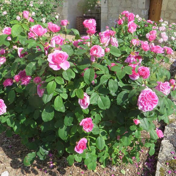 Rose 'Gertrude Jekyll': Bild 9/15 Rose 'Gertrude Jekyll': Bild 9/15