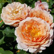 Rose 'Sonnenwelt': Bild 2/7