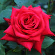Rose 'Nationalstolz': Bild 2/3