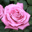 Rose 'Lavender Perfumella': Bild 3/6