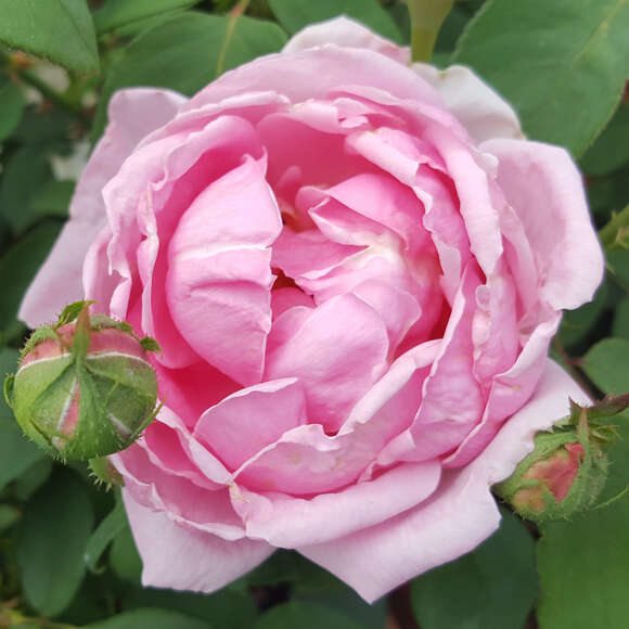 Rose 'Climbing Mme Caroline Testout': Bild 2/3 Rose 'Climbing Mme Caroline Testout': Bild 2/3