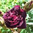 Rose 'Nuits de Young' (centifolia): Bild 5/6