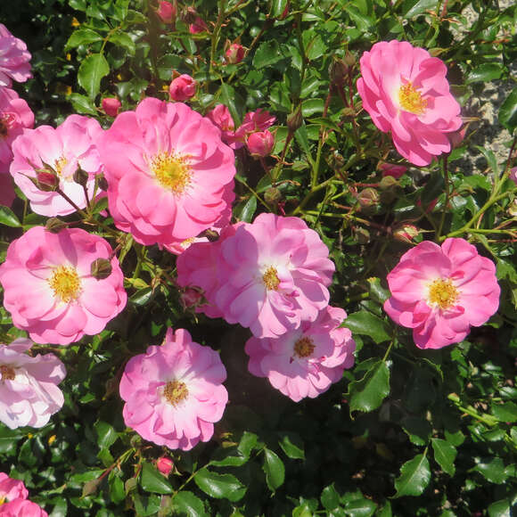 Rose 'Neon': Bild 2/3