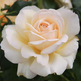 Rose 'Chandos Beauty': Bild 3/3