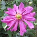 Anemone 'Pamina' - Herbstanemone