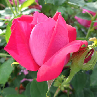 Rose 'Mme Ferdinand Jamin': Bild 4/4