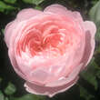 Rose 'Queen of Sweden': Bild 4/7