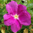 Rosa rugosa: Bild 3/7