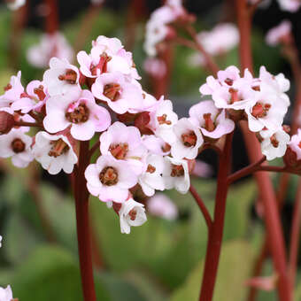 Bergenia 'Silberlicht'