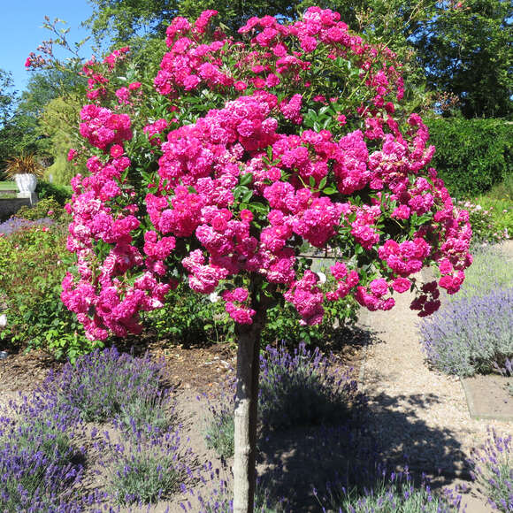 Rose 'Super Excelsa': Bild 8/11 Rose 'Super Excelsa': Bild 8/11