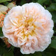 Rose 'Evelyn' (Apricot Parfait): Bild 6/7
