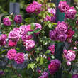 Rose 'Futtaker Schlingrose': Bild 6/6