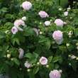 Rose 'Felicite Parmentier' (alba): Bild 5/6