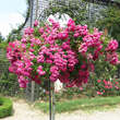 Rose 'Super Excelsa': Bild 9/11