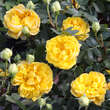 Rose 'Persian Yellow' (foetida): Bild 3/4