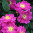 Rose 'Officinalis' (gallica): Bild 5/7