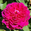 Rose 'Arthur de Sansal': Bild 4/9