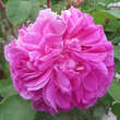 Rose 'Sophy's Rose': Bild 4/7
