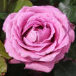 Rose 'Lavender Perfumella': Bild 2/6