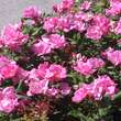 Rose 'Pink Knock Out': Bild 4/8