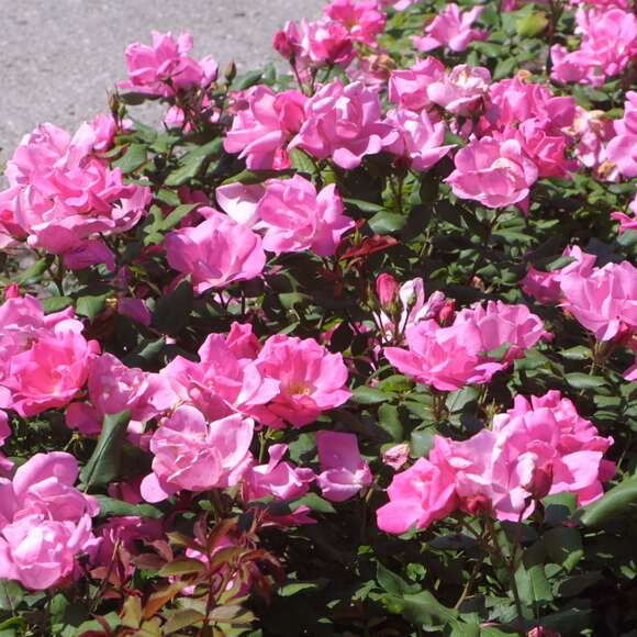 Rose 'Pink Knock Out': Bild 4/8 Rose 'Pink Knock Out': Bild 4/8