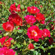 Rose 'Red Compact Meidiland': Bild 4/9